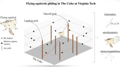 Flying Squirrels