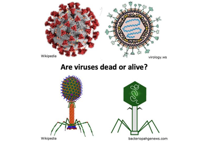 Are virus particles dead or alive? Institute for Creativity, Arts